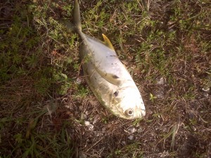 My big catch