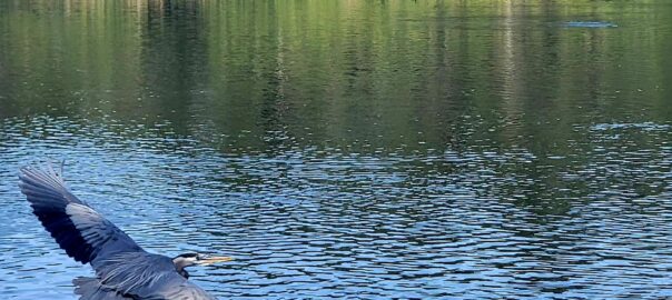 Great blue heron in flight over a calm lake with dense green foliage in the background.